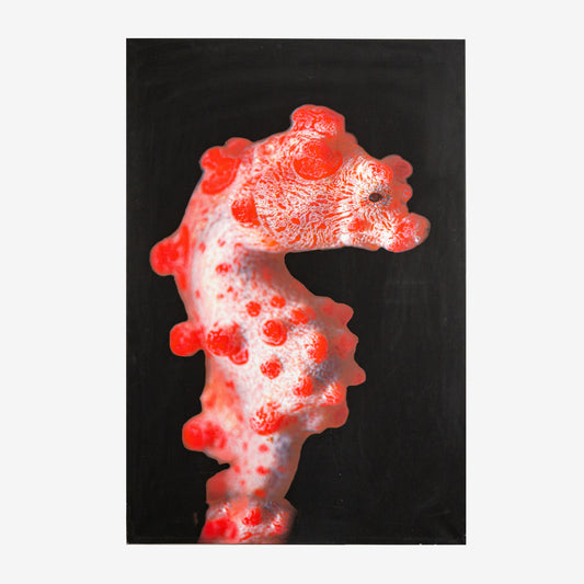 Patrik Jonson, The Pygmy Seahorse, 140 x 94 cm